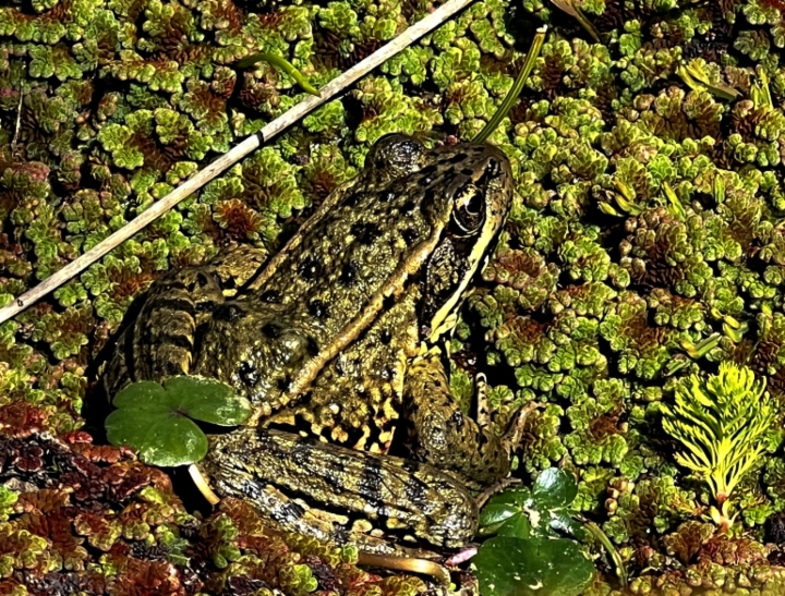 California Red-legged Frog